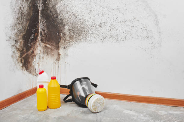 Best Certified Mold Removal  in Versailles, KY