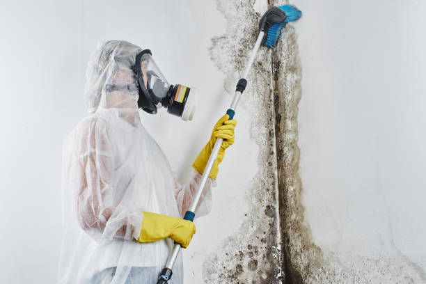Best Local Mold Removal Service  in Versailles, KY