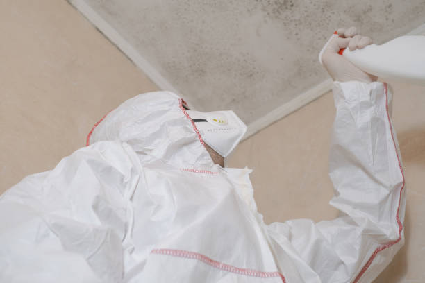 Best Black Mold Removal  in Versailles, KY