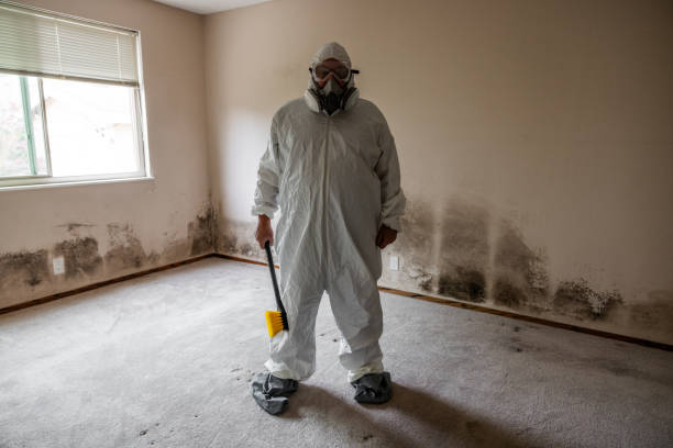 Mold Removal and Inspection in Versailles, KY