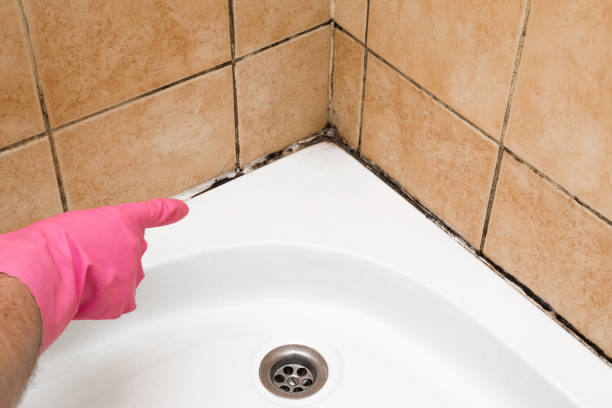 Best Crawl Space Mold Removal  in Versailles, KY